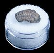 Small Phacops Trilobite From Morocco #3579-1